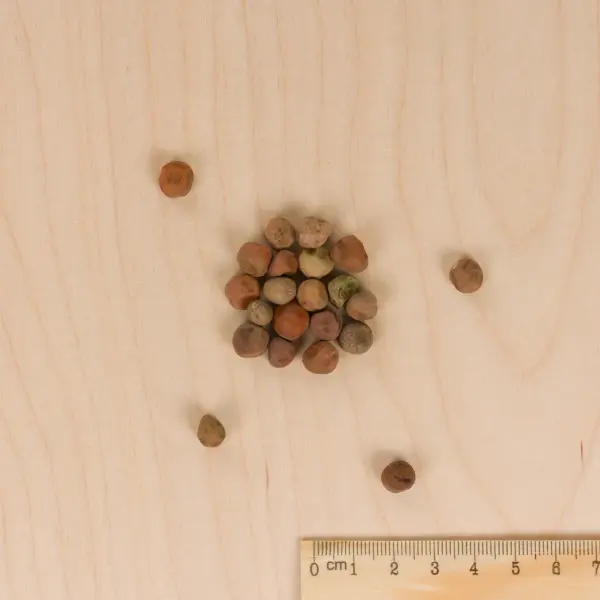 Légumes Secs - Pois Mangetout Géant à Fleur Violette - 10 m - MEDIA_3D